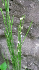 Arabis