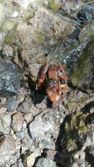 Leucostethus fraterdanieli
