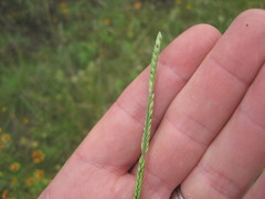 Eriochloa sericea