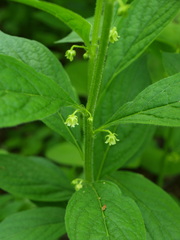 Hybanthus concolor