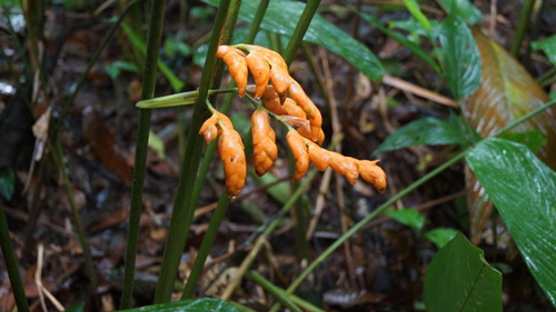 Stromanthe stromanthoides, photograph 3