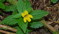 Erythranthe dentata
