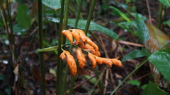Diego Inclan, CC BY, iNaturalist via GBIF Stromanthe stromanthoides, photograph Diego Inclan, CC BY, iNaturalist via GBIF