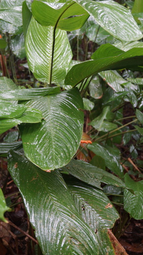 Stromanthe stromanthoides, photograph 5