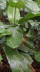 Diego Inclan, CC BY, iNaturalist via GBIF Stromanthe stromanthoides, photograph Diego Inclan, CC BY, iNaturalist via GBIF