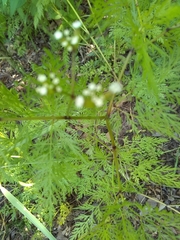 Bifora americana