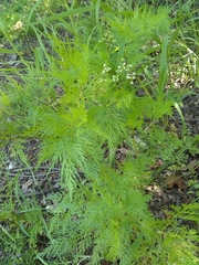 Bifora americana