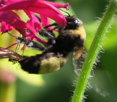 Bombus auricomus