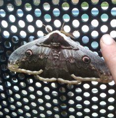 Saturnia pyri