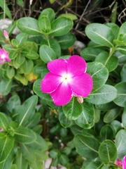 Catharanthus roseus