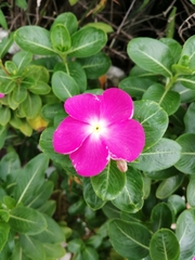 Catharanthus roseus