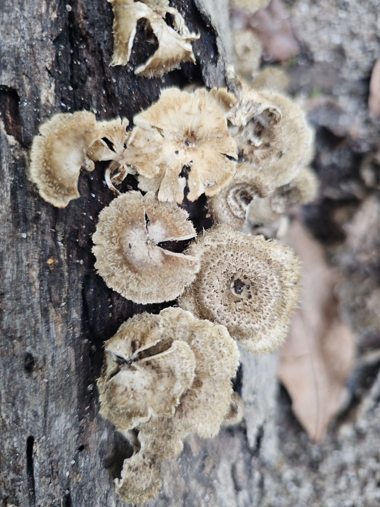 Lentinus crinitus · May 2024 · photo: © maria1890 (iNaturalist, cc-by)