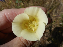 Calochortus