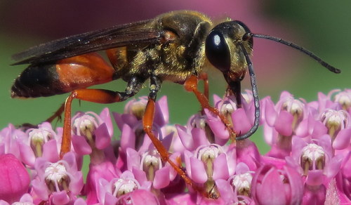 Great golden digger wasp