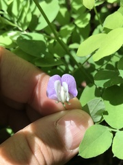 Lathyrus torreyi