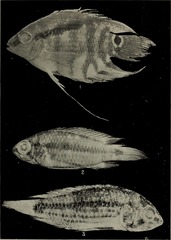 Corumba Cichlid photo 3