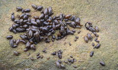 Gnorimosphaeroma oregonense