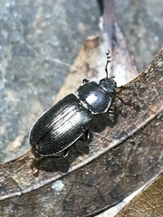 Platyceroides infernus
