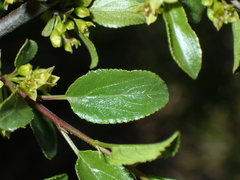 Rhamnus saxatilis