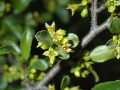 Rhamnus saxatilis