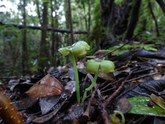 Entoloma necopinatum