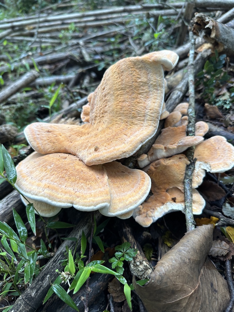 Bondarzewia guaitecasensis · May 2024 · photo: © nitsuga74 (iNaturalist, cc-by)