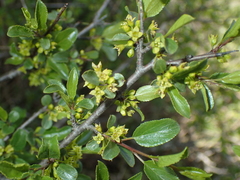 Rhamnus saxatilis