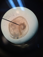 Chydorus sphaericus