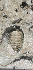 Chitonidae