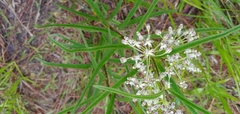 Asclepias longifolia