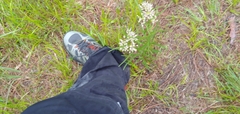 Asclepias longifolia