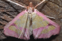 Choristostigma roseopennalis