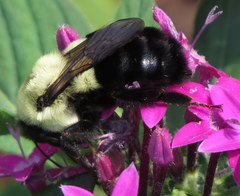 Bombus impatiens
