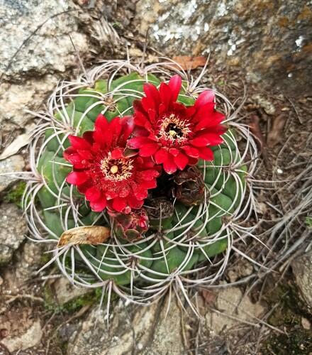 Gymnocalycium oenanthemum