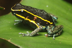 Beautiful-Breasted Poison-Arrow Frog photo 2