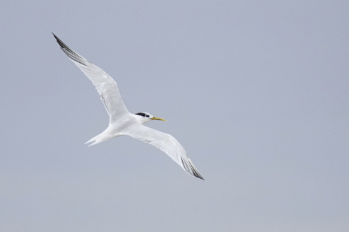 Sandwich Tern