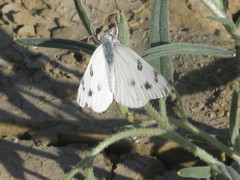 Pontia protodice