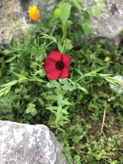 Linum grandiflorum