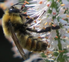 Bombus rufocinctus