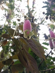 Kohleria affinis