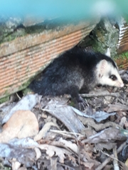 Didelphis pernigra
