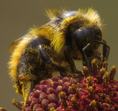 Bombus rufocinctus