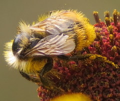 Bombus rufocinctus