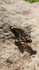 Chrysopilus thoracicus