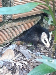 Didelphis pernigra