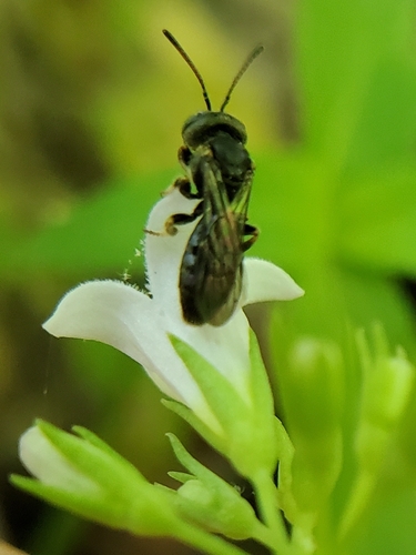 Protandrena virginica photographed in Tennessee