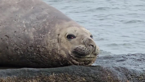 ミナミゾウアザラシ