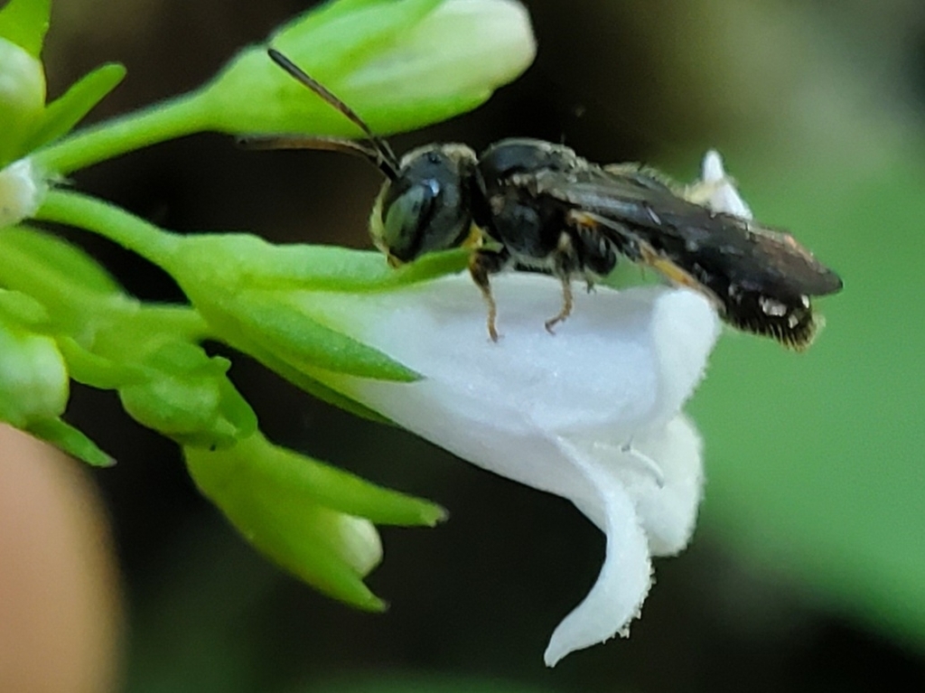 Pseudopanurgus virginicus