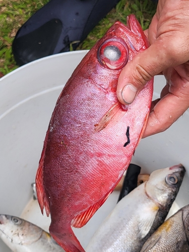 Priacanthus meeki observed 2024-05-12