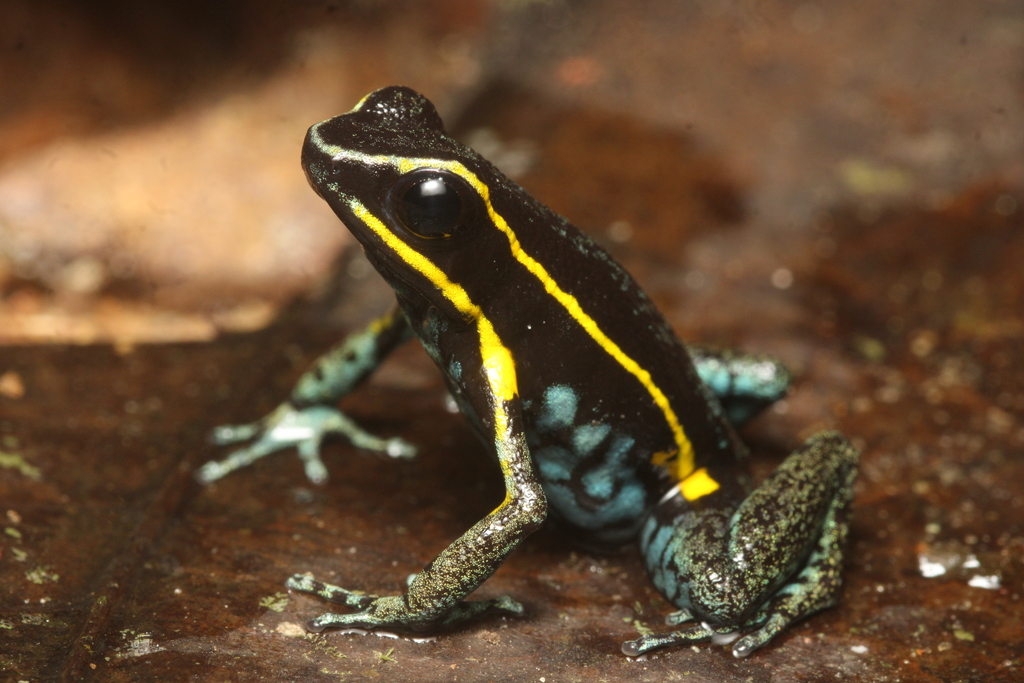 Beautiful-Breasted Poison-Arrow Frog